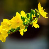 MT4-Ochna Integerrima