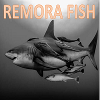 MT4-Remora fish Mt5